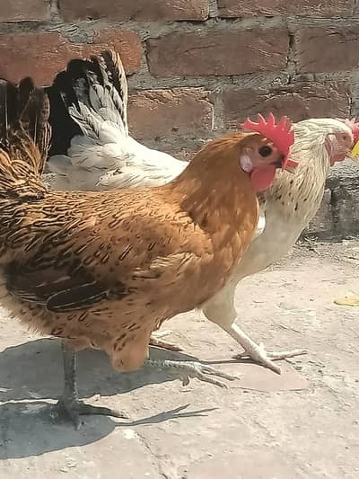 1 murgha 5 hens for sale03001088433