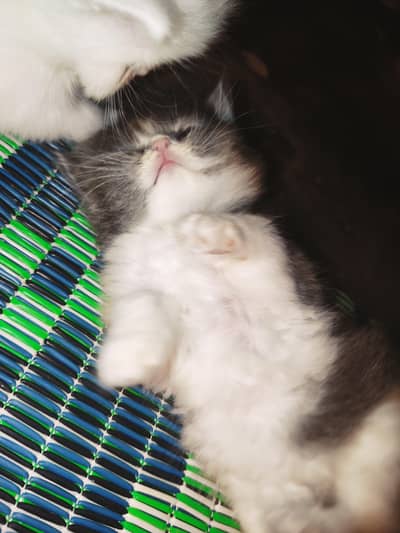 Persian Kitten Double Core