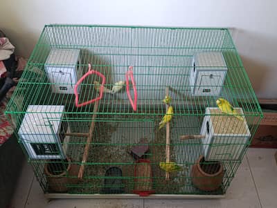 parrots with Cage for sale