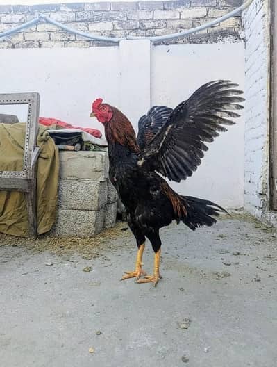 “Healthy Black Rooster – Desi / Aseel Mix – Strong & Active”