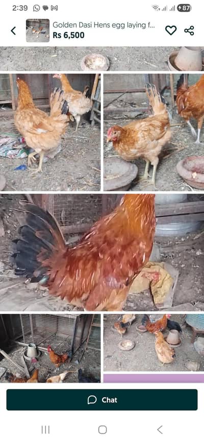 Daisi Masri Hens for sale