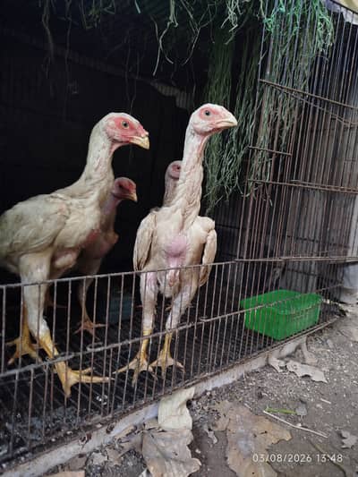 White Shamo | White Shamo Chicks | Getman Shamo | King Shamo | Chick