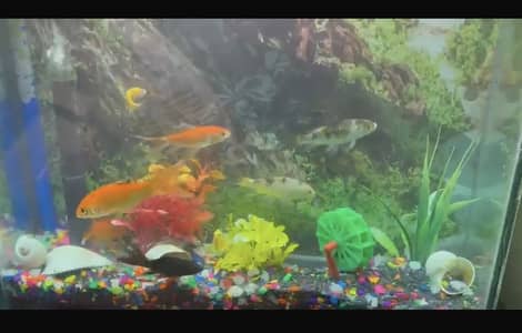 AQUARIUM WITH COMPLETE SET UP