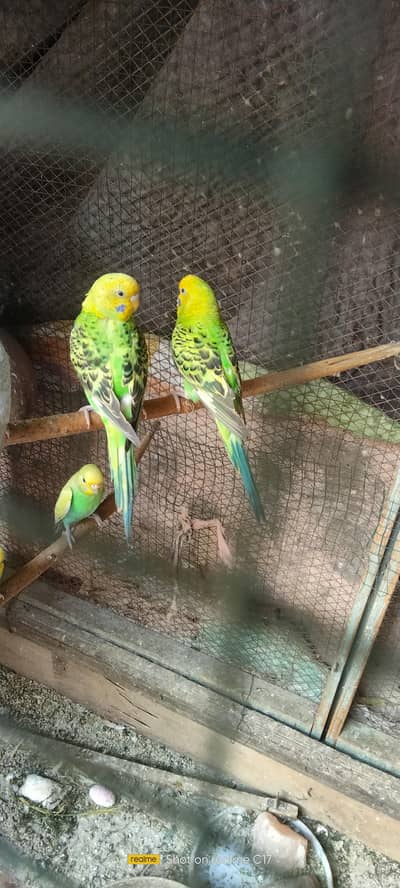 Bugies Breeding pairs available