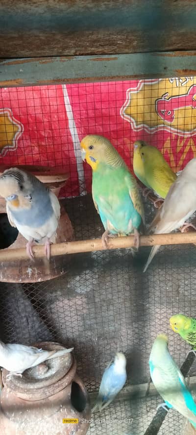 Bugies Breeding pairs available