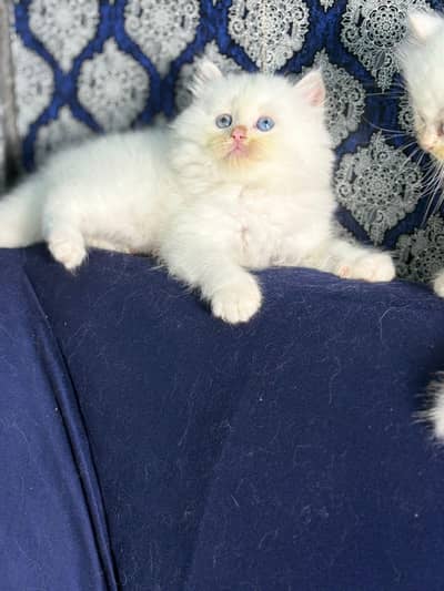 Extra Long hair pure persion kittens available for new home