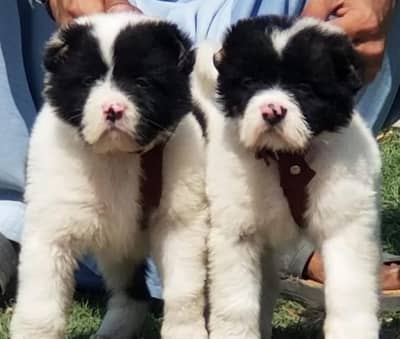 King alabai Dog Care 2 months for sale security dog