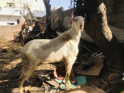 White 2dant qurbani bakra