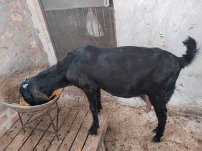 Path black ambersari 12 months 1st timer