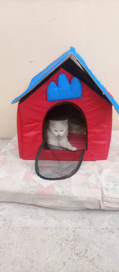 cats pershian couple