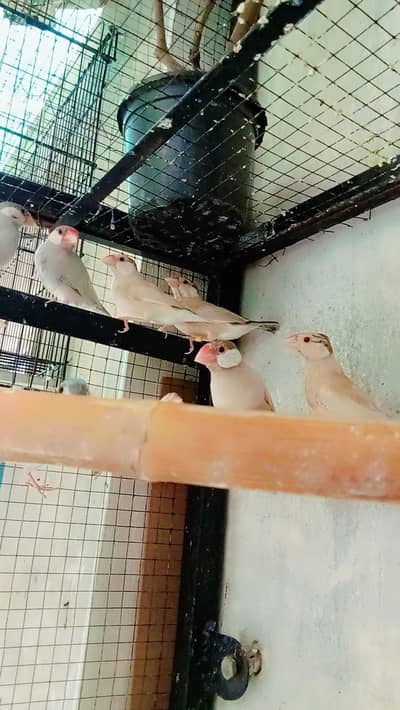 Jana chicks and adult