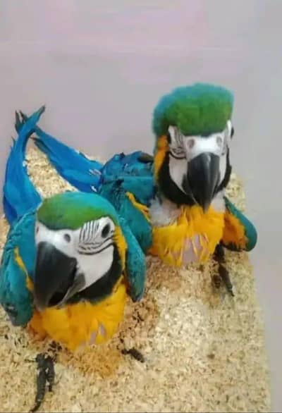 blue macaw parrot 6 month age contact number 03361120109