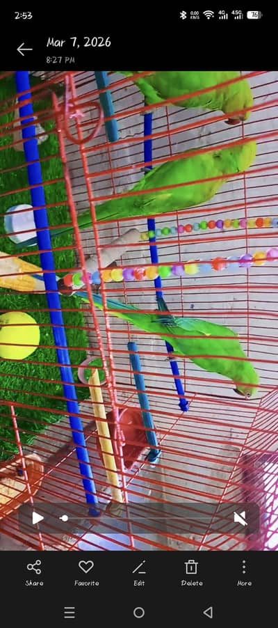 Ring neck Parrot | Green Parrot | breeder pair | Parrots | Raw Parrots
