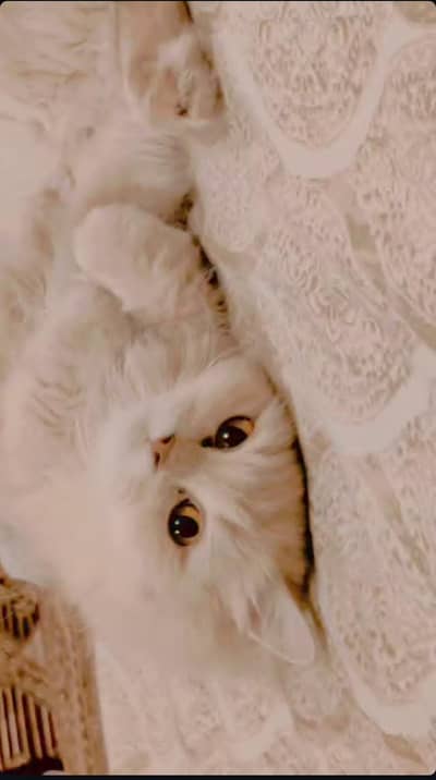 Persian double coated doll face with free accessories