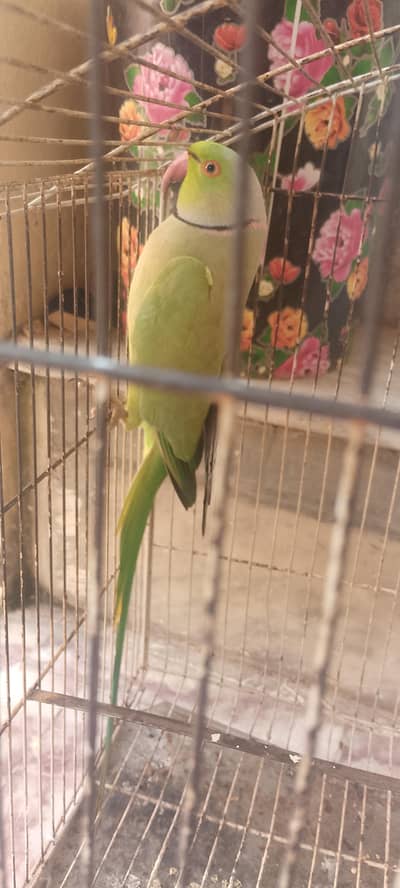 parrot for sale