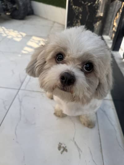 Premium Shih Tzu Puppy – Triple Coat – Fully Vaccinated – Lahore