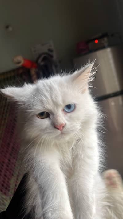 Odd eyes male kitten