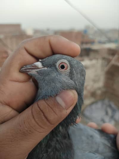 Zero Kali Bacha sale