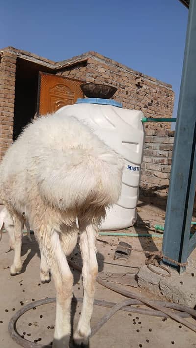 Goat for sail. 2 dumbay sheep with heavy chaki