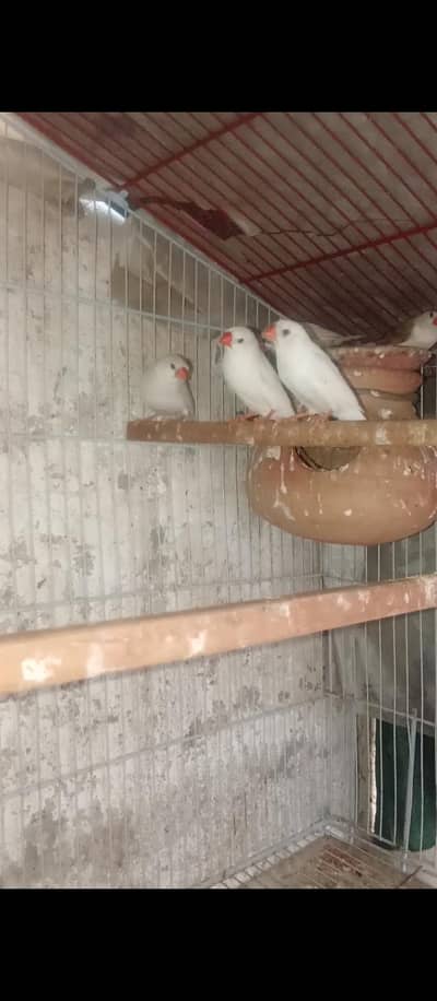 Snow white finch's and mutation finch's
