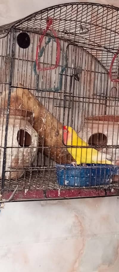 3 lovebirds 1 complete pair 3 years age 3rd bird 8 months