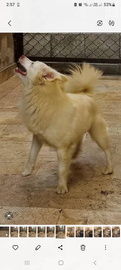 Russian Female Zero size Excellent Watch Dog