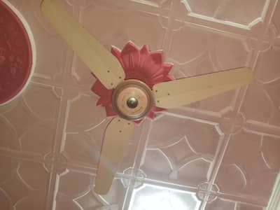 Taimoor fans copper ka ha