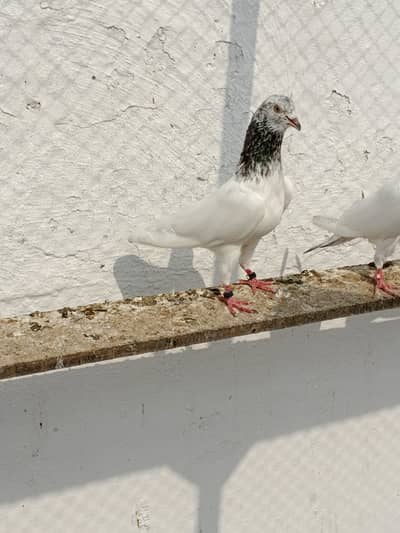 Contct num 03216614482 breeder pigeons