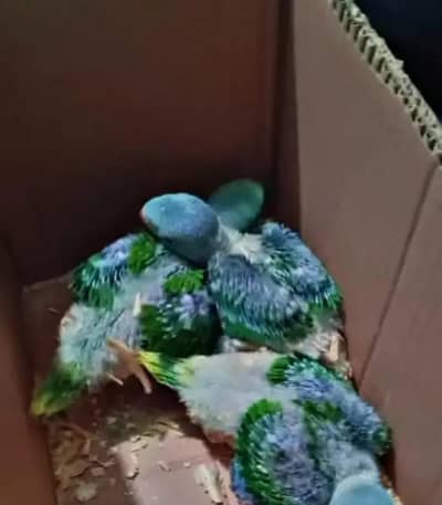 Raw chicks Kashmiri parrot