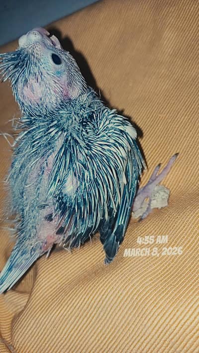 Coacktails chicks for hand tame purpose