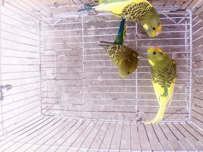 Healthy Budgerigar Pair for Sale in Lahore | DHA Phase 8 | Rs 850 pair