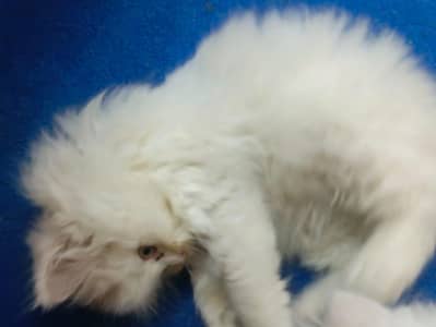 selling pair of Persian cat (doll face)  age 1.5 months