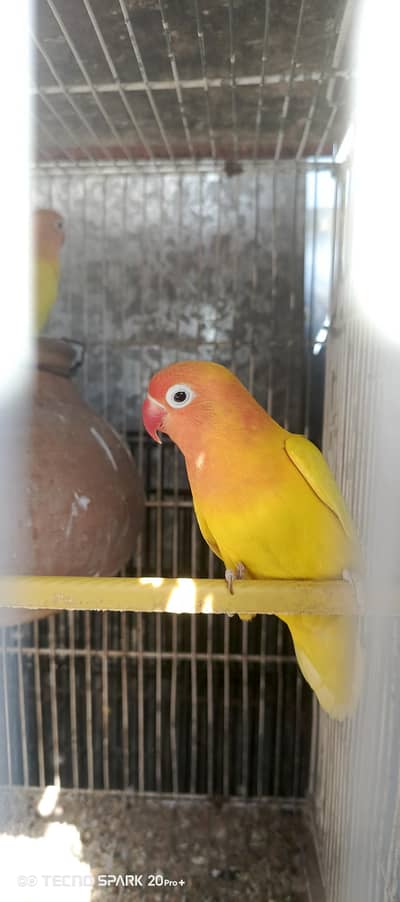 Love birds Breeder Pair