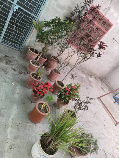 30 Plants Available For Sale With Gamlay