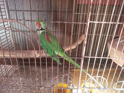 Pahari, Raw Kashmiri Parrot pair for sell