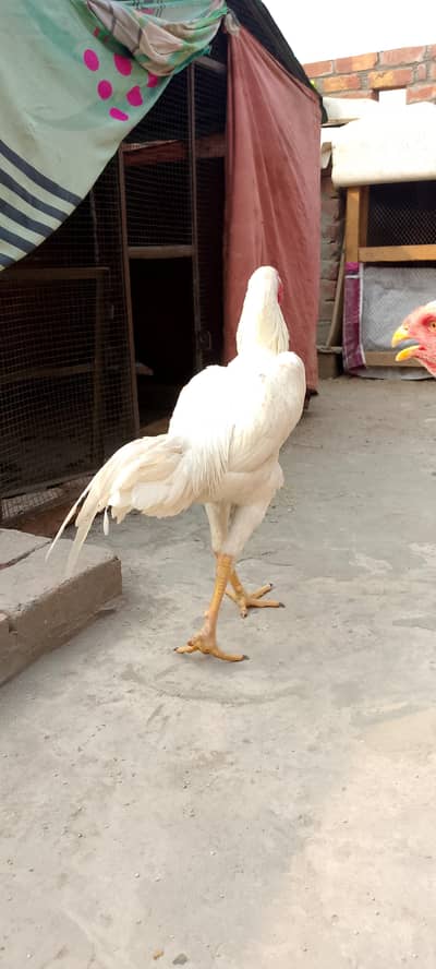 king size Shamo/aseel shamo/white shamo/jerman shamo trio set