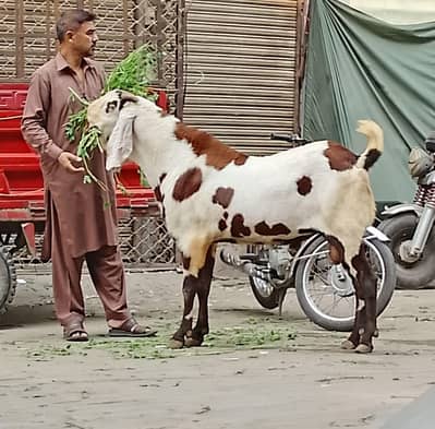 rajanpuri ablak bakra