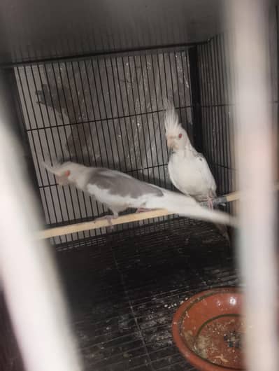 fellwo coctail pair for sall full active pair ha