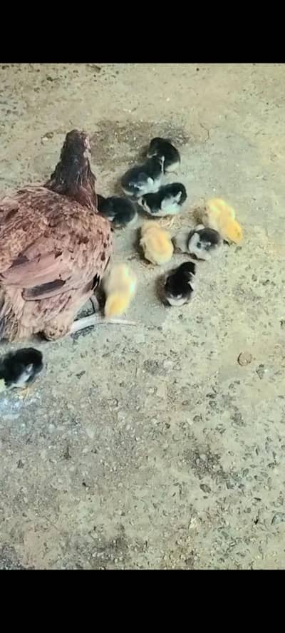 aseel hen with 6 chiks