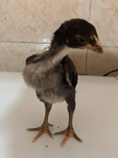 High quality Japani Shamo chiks  pure Breed for sale