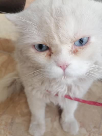 Persian Coat blue eyes