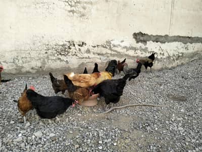 hens and Cocks