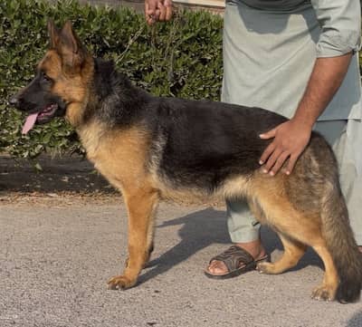 German shepherd female