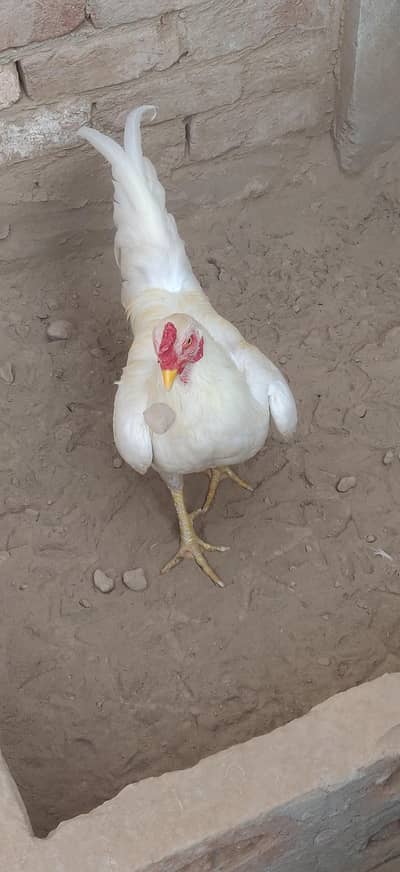 ASEEL HEERA/MIANWALI LAKHA FOR SALE