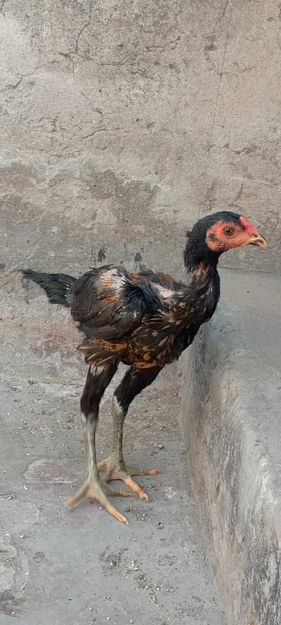 burmi pakoye high quality chicks