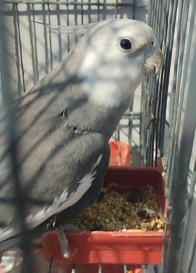 Cocktail / Cockatiel bounded Male - 03214382921