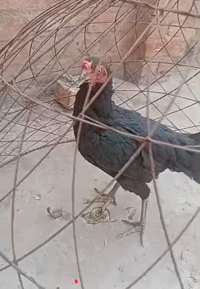 2 Mian wali aseel female for sale