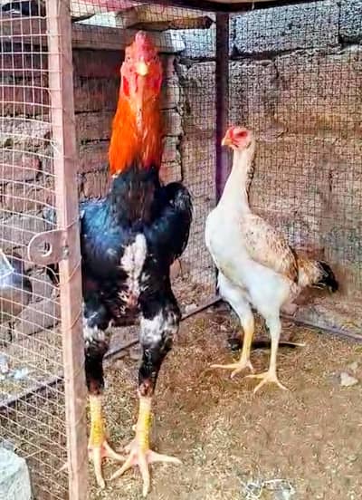 White Shamu | Japanese Shamoo | Pkoya Eggs and Chicks available