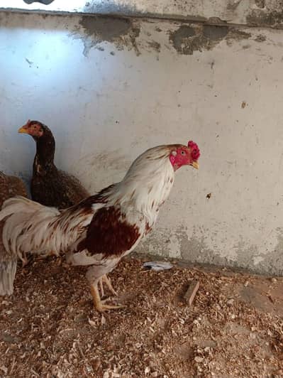 Aseel 3 male for sell & Exchamge