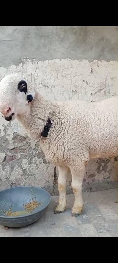 heavy weight VIP Mundra